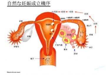 自然な妊娠成立機序