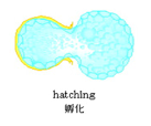 Hatching̐}